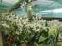 Tinonee-orchids-2 045